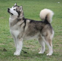alaskan malamute
