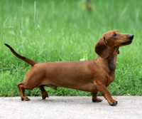 Dachshund