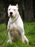 Dogo argentino
