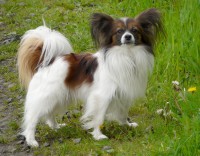 Epagneul papillón