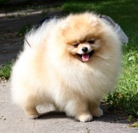 Pomerania