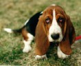 Basset hound
