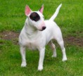 Bull terrier