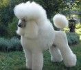 Caniche
