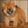 Chow Chow