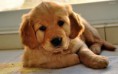 /album/imagenes/golden-retriever-jpg1/