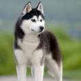 /album/imagenes/husky-siberiano1-jpg1/