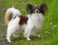 /album/imagenes/outdoor-continental-toy-spaniel-papillon-jpeg1/