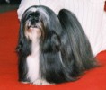 /album/imagenes/lhasa-apso-r5-jpg1/