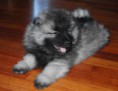 /album/imagenes/keeshond-puppy-7weeks-jpg1/
